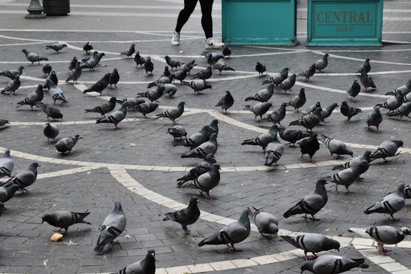 Comprendre et surmonter la phobie des oiseaux facilement
